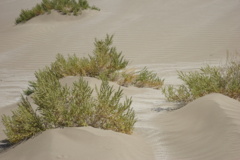 آلبوم بیابان