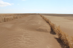 آلبوم بیابان