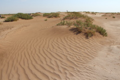 آلبوم بیابان