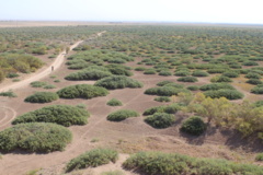 آلبوم بیابان