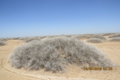 آلبوم بیابان