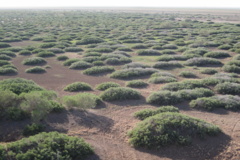 آلبوم بیابان