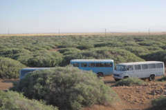 آلبوم بیابان