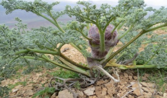 بهار پربارش و هجوم سودجویان به گیاهان دارویی/ زنگ خطر برای مراتع استان مرکزی به صدا درآمد