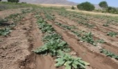 کشت گیاهان دارویی در ۱۲ هکتار در راستای طرح ترسیب کربن اجرایی شد