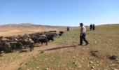 اخراج دام از مراتع روستای مزرعه نو شهرستان آشتیان 