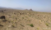 اخراج دام از مراتع ملی پلاک روستای گلچشمه محلات