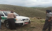 اخراج یک سر گله دام غیرمجاز از مراتع پلاک روشت، پلاک های مرزی با استان لرستان