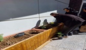 کاشت نهال گل محمدی،سروخمره ای و ارغوان درهنرستان فنی دخترانه فاطمیه شهر اراک