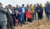 کاشت ۶۰۰۰اصله درخت در ۲۰ هکتار اراضی شهر جدید امیرکبیر