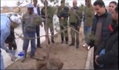 کاشت ۶۴ هزار اصله نهال در هفته منابع طبیعی