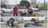 توزیع نهال گلدانی سرو خمره ای و سنجد درمصلی بیت المقدس اراک