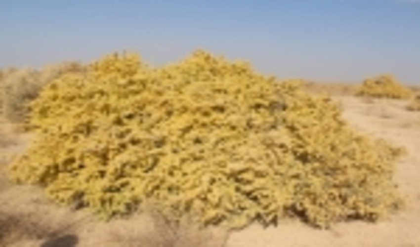 یک میلیارد و ۹۰۰ میلیون ریال اعتبار برای تولید نهال آتریپلکس امسال در این استان با هدف مقابله با بیابان‌زایی اختصاص یافت