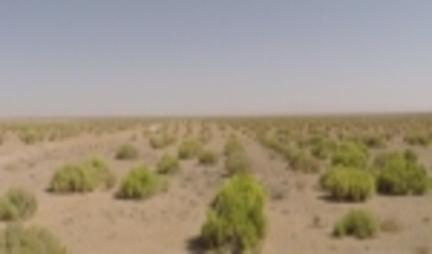 عملیات بوته‌کاری برای مقابله با ریزگردها و فرسایش بادی در اراضی کویری جنوب تالاب میقان اراک انجام شد.