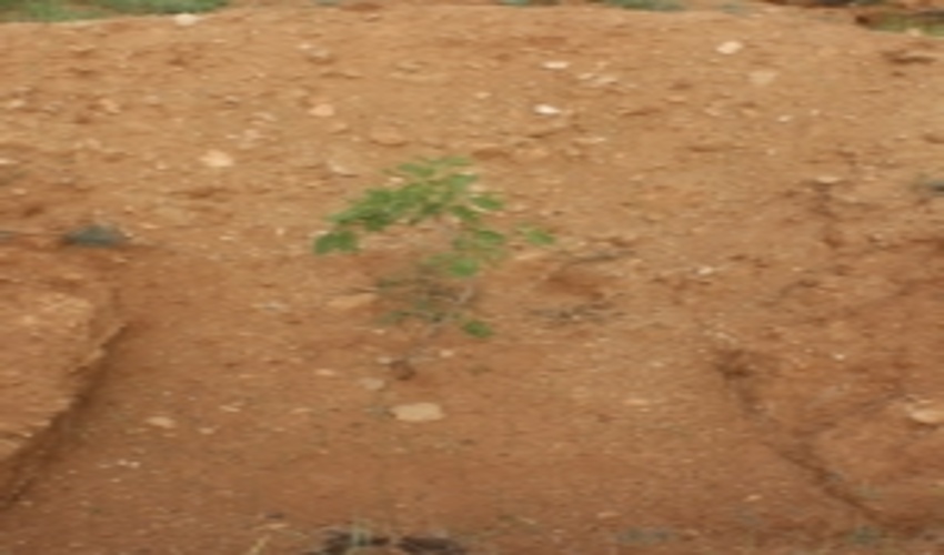 افزایش سرانه جنگلی استان مرکزی در سال ۹۹