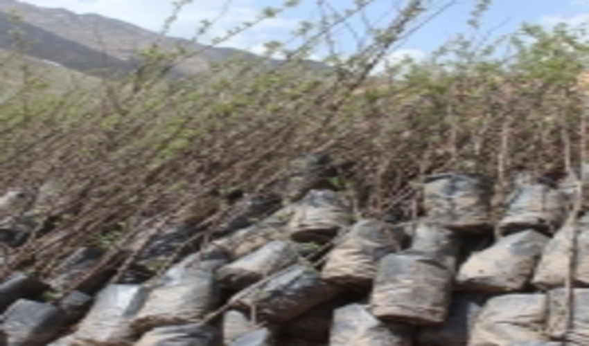 برنامه کشت پاییزه نهال در استان مرکزی متاثر از تغییرات اقلیم است 