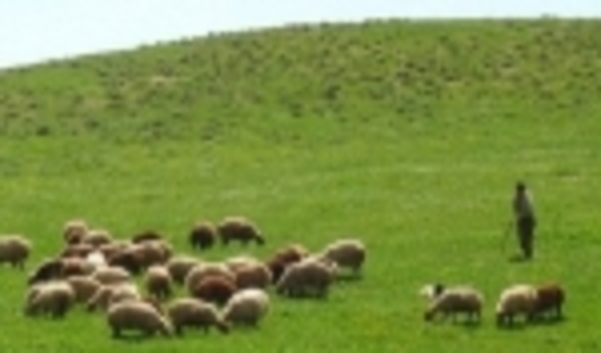 تعیین مدت جایگزین مرتعدار متوفی بر اساس شیوه نامه فنی بهره برداری از مراتع