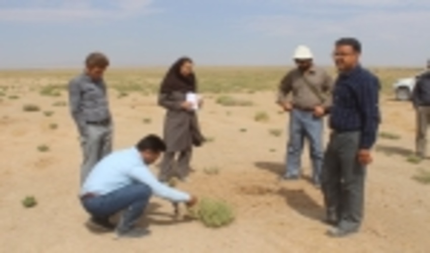 233 هزار اصله نهال آتریپلکس و قره داغ در کویر میقان اراک کشت شد.