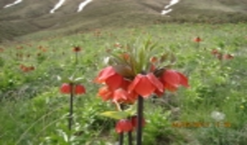 ظرفیت‌سازی برای گیاهان دارویی و صنعتی در مناسبات اقتصادی ضروری است 