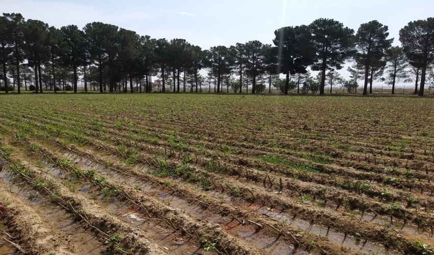 پیام تسليت مدیرکل منابع طبیعی و آبخیزداری استان مرکزی به مناسبت شهادت سردار حاج قاسم سليماني