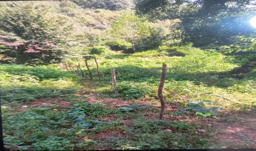 6 هکتار از اراضی دیم کم بازده شازند زیر کشت گل محمدی می رود.