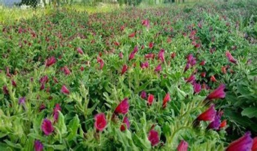 مدیر کل دفتر امور مراتع: گیاهان دارویی از جمله ظرفیت‌های مغفول کشور است