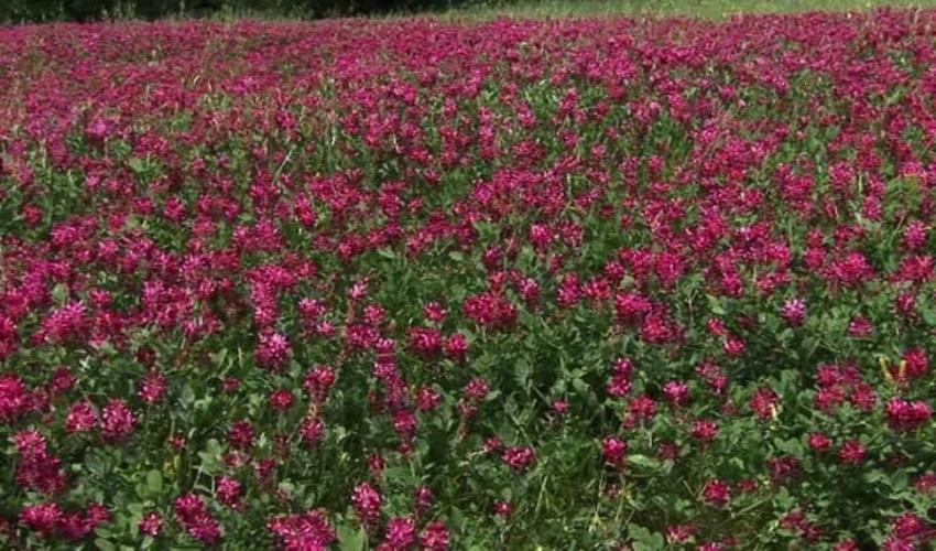 بیش از ۲ هزار گونه گیاه دارویی کشور در معرض خطر است