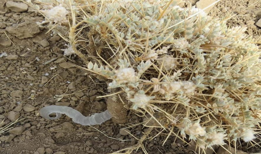 افزایش سطح کشت گیاهان دارویی در مراتع استان مرکزی 