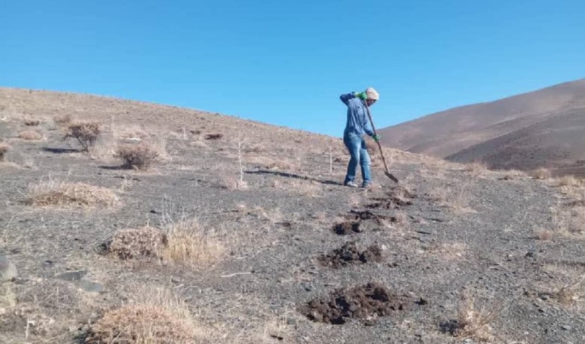 کپه کاری و بذر کاری در ۶۵ هکتار از مراتع شهرستان شازند انجام شد.
