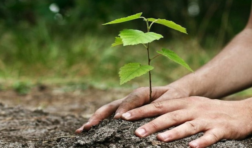 استفاده از دستگاه تصفیه هوا بعد از کاشت نهال