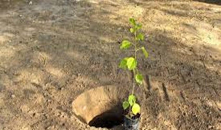 دهمین نشست هم اندیشی اجرای طرح مردمی کاشت یک میلیارد درخت در کلانشهر اراک برگزار شد