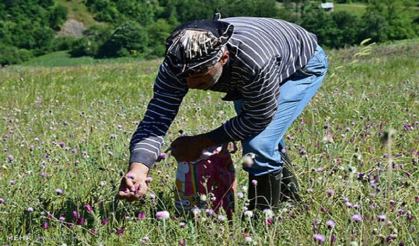 آمار واقعی کاشت در طرح «کاشت یک میلیارد درخت» رصد شود/ استفاده از ظرفیت دانش‌بنیان‌ها در طرح کاشت یک میلیارد درخت