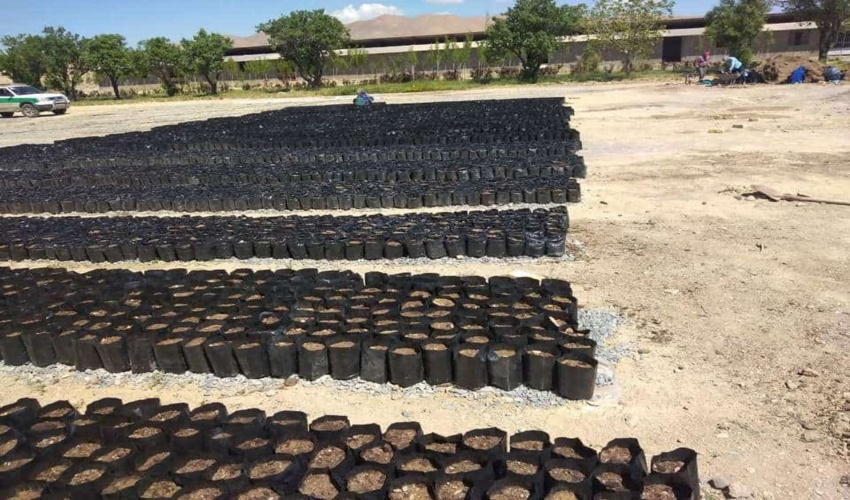 تولید بیست هزار نهال گلدانی بادامک در شهرستان خمین