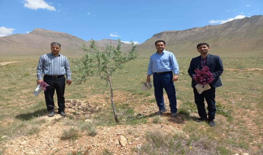 بازدید مدیر کل و معاون فنی اداره کل منابع طبیعی و آبخیزداری استان مرکزی از طرح جنگلکاری ۲ هزار هکتاری چپقلی اراک 