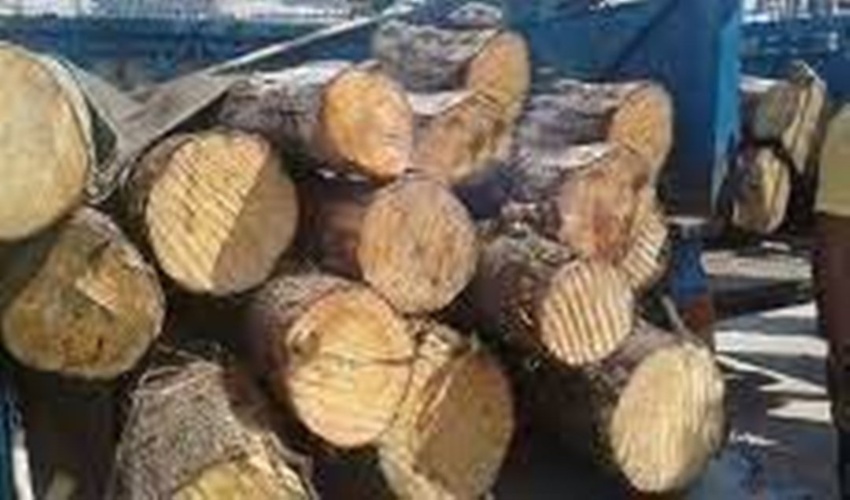 کشف ۲ تن چوب قاچاق در شهرستان کمیجان 