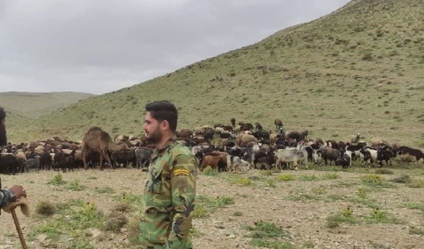 عملیات خروج دام غیر مجاز ( مهاجر) از مراتع دره کهریزک