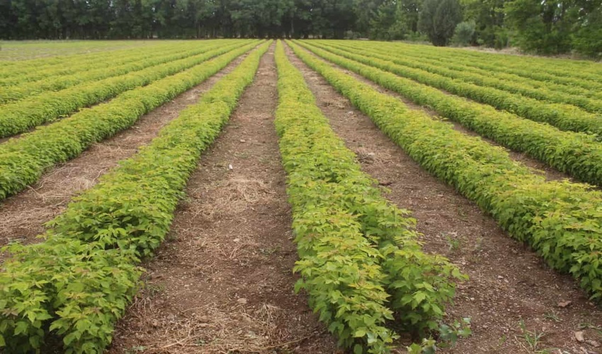 افزایش ۷۰ درصدی تولید گونه‌های جنگلی و بومی در نهالستان‌ها/ استخراج ۷۵ شاخص برای استانداردسازی نهالستان‌های جنگلی