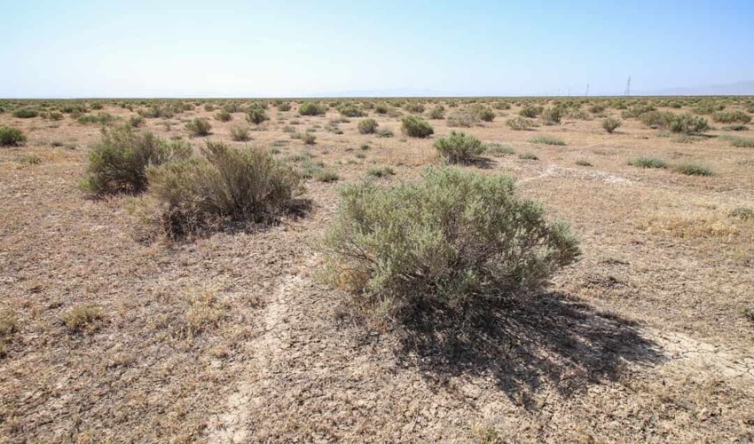 ۱۹۰ هکتار نهال‌ برای مقابله با بیابان‌زایی در استان مرکزی کشت شد