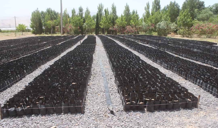 یکصد و چهل هزار اصله نهال گلدانی در استان مرکزی تولید شد
