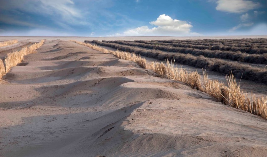 فعال شدن منطقه بیابانی ۶۰۰ هکتاری در میقان/ نیاز به ۱۰۰ کیلومتر بادشکن غیرزنده