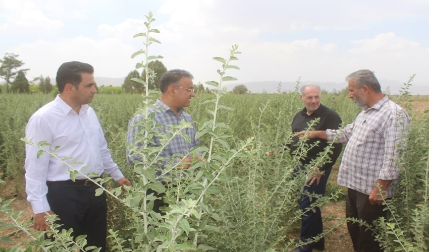 توسعه فضای سبز با اجرای طرح ۱۶ میلیون اصله نهال در استان