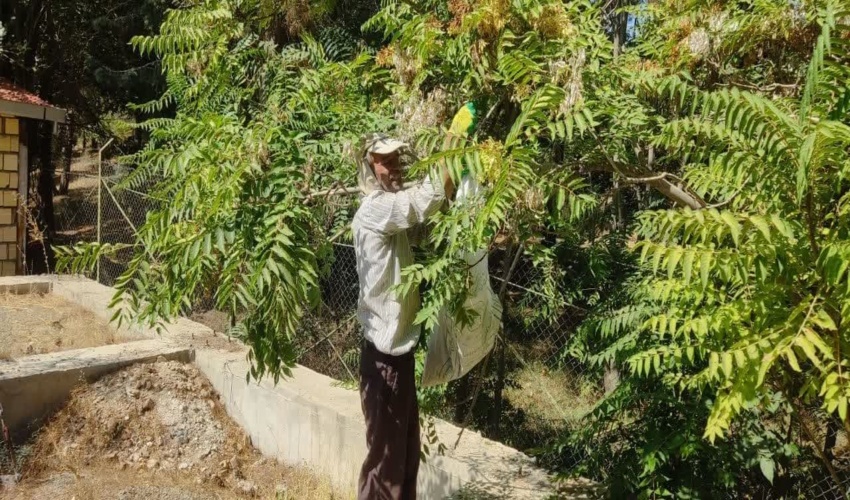 اجرای طرح جمع آوری بذر بادام کوهی در پارک جنگلی فدک شهرستان اراک
