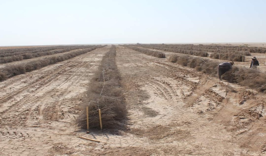 توسعه طرح‌های بیابان زدایی کویر میقان اراک با همکاری صنایع محقق می‌شود