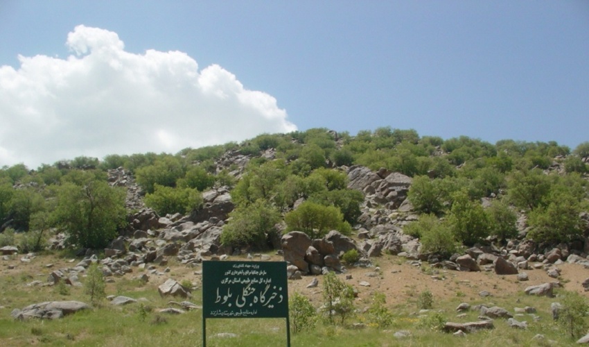 تنها ذخیره گاه بلوط استان مرکزی در معرض آفات و بیماری‌ها