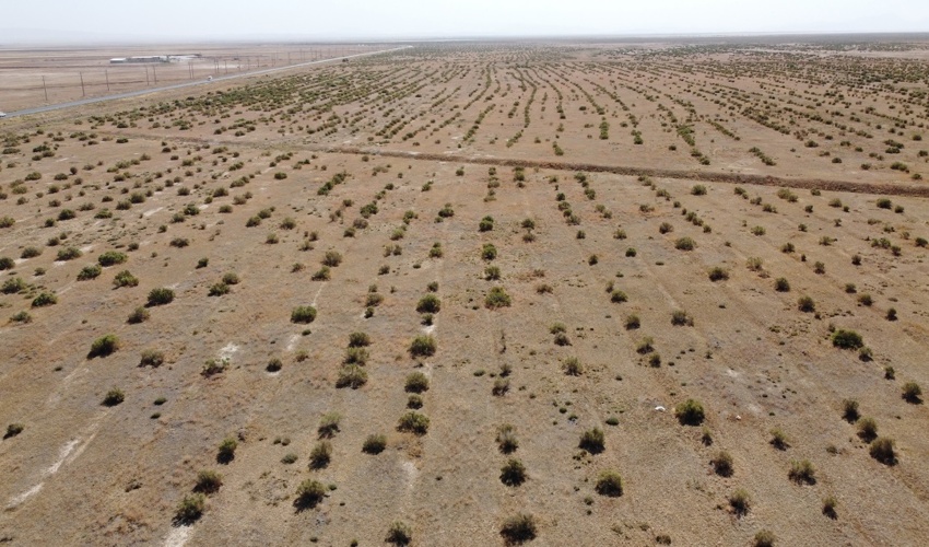 ۷۰ هکتار نهال‌کاری در زمین‌های بیابانی محلات کشت شد