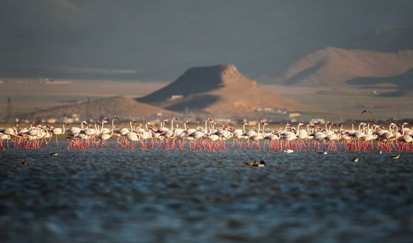 میزبانی تالاب میقان از میهمانان پاییزی