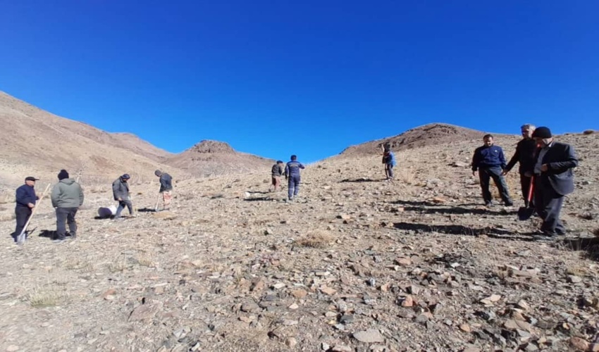 کاشت گیاه باریجه در ۱۵۰ هکتار از مراتع شهرستان دلیجان