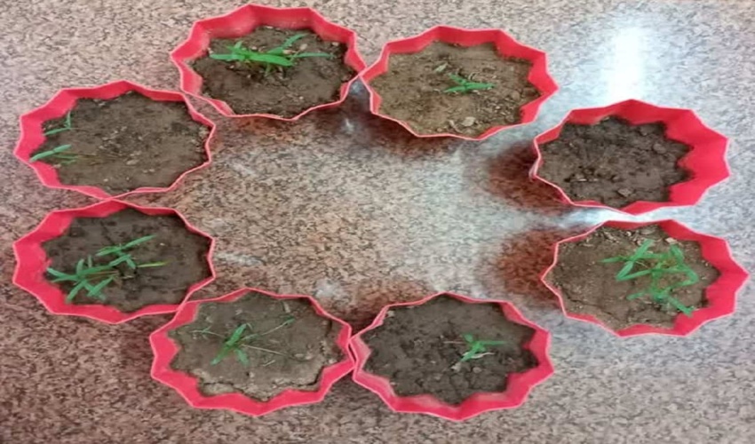 جوانه زنی بذور سرو خمره ای  پیش دبستانی مهتاب شهرستان آشتیان