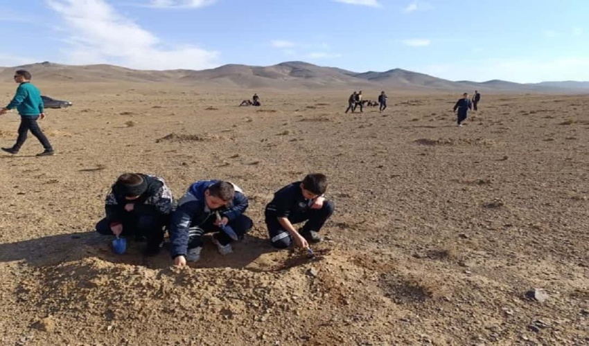 کاشت بذر بادامچه