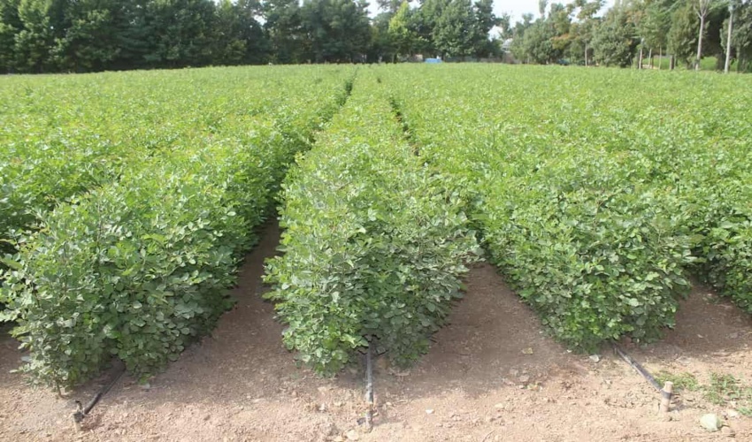 برگزاری نشست هماهنگی اجرای طرح مردمی کاشت یک میلیارد درخت در استان مرکزی